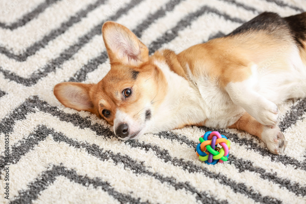 Cute dog with toy at home