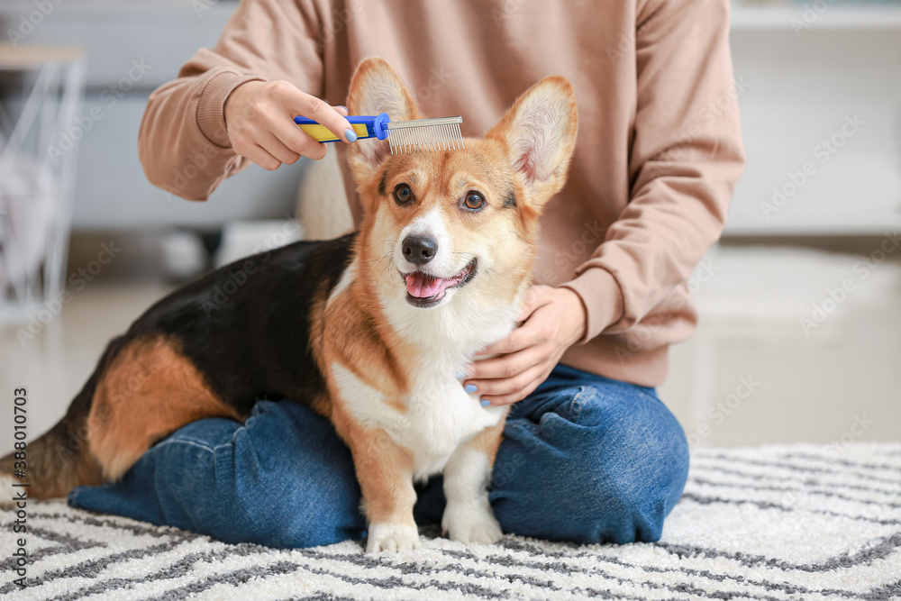 Owner brushing cute dog at home