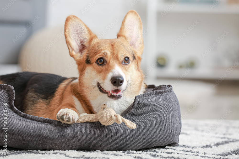 Cute dog with toy lying in pet bed at home