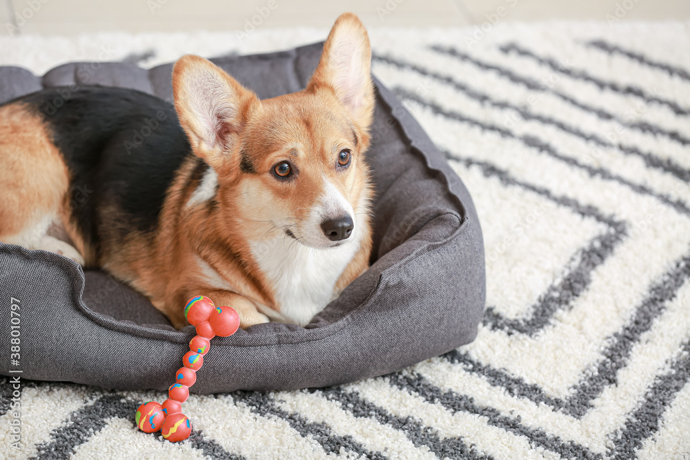 Cute dog with toy lying in pet bed at home