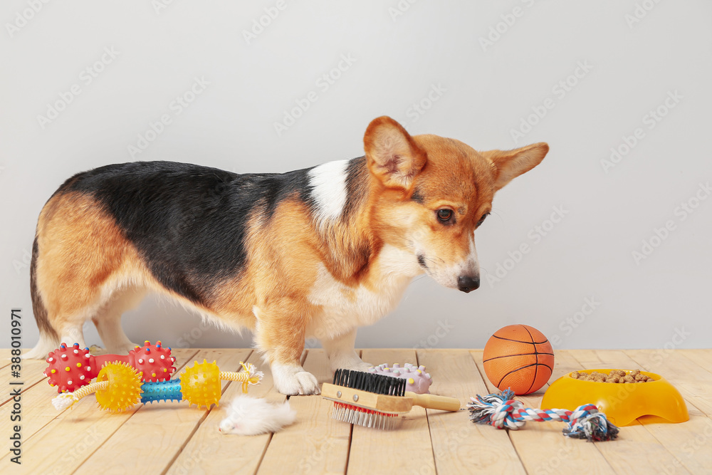 Cute dog with different pet accessories on light background