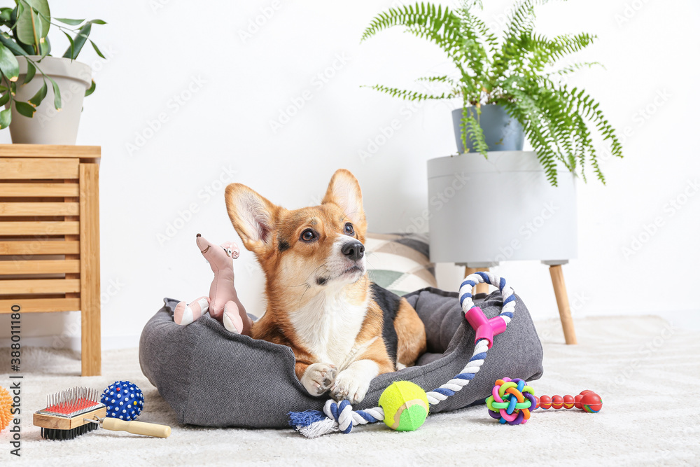 Cute dog with different pet accessories at home