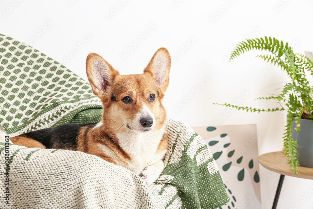 Cute dog lying on armchair at home