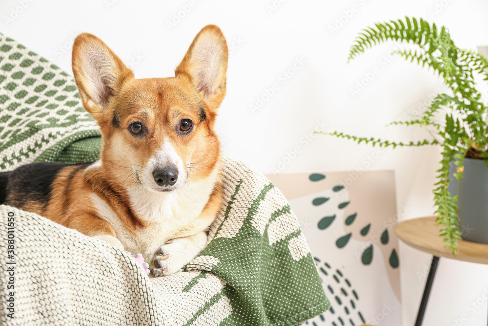 Cute dog lying on armchair at home