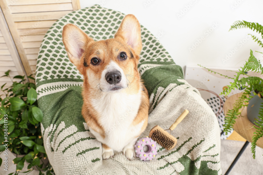 Cute dog with different pet accessories at home