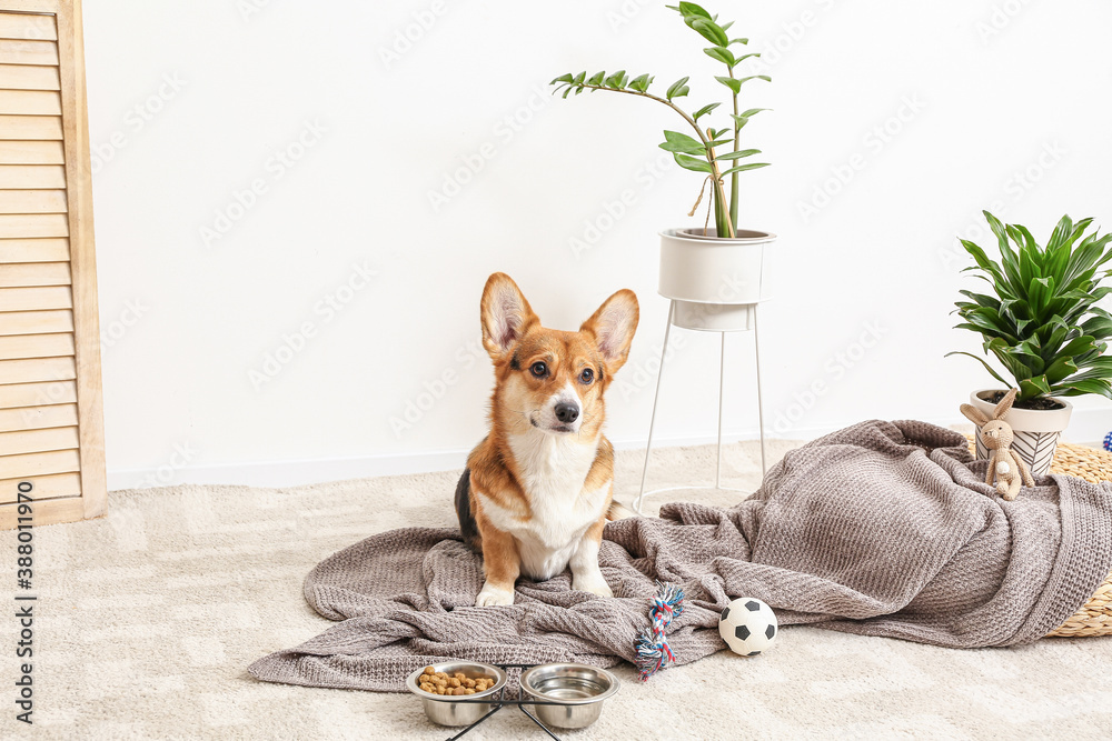 Cute dog with different pet accessories at home