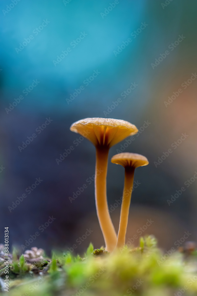 Macro of a tiny mushroom in forest. Shallow depth of field, low to the ground photo. Sunlight and bo