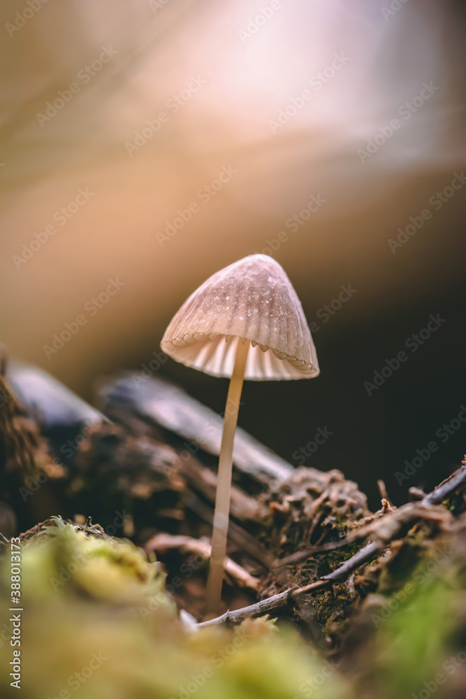 Macro of a tiny mushroom in forest. Shallow depth of field, low to the ground photo. Sunlight and bo