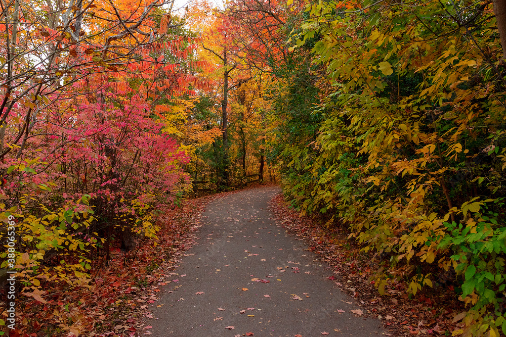 A walking path in Lambton Woods in Toronto (Etobicoke), Ontario leads through lush autumn coloured f