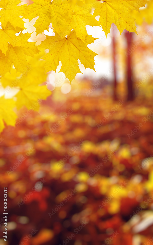  Autumn leaves on the sun and trees