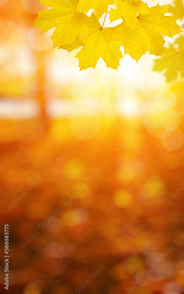  Autumn leaves on the sun and trees