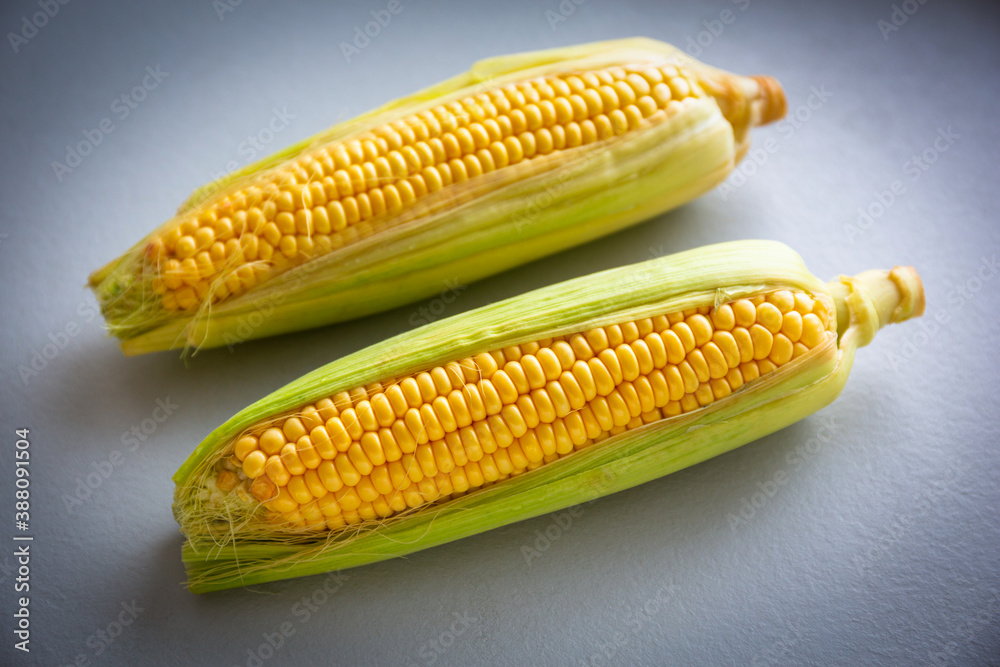 Two fresh corncobs in the kitchen