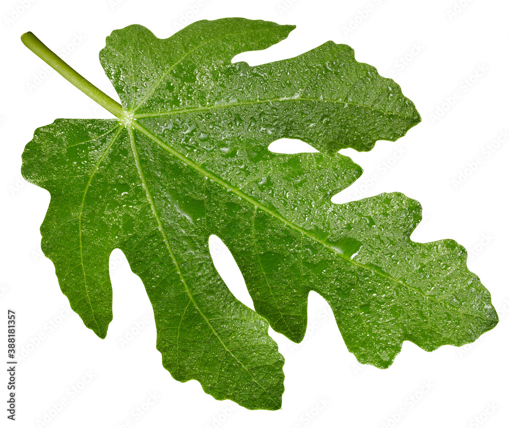 Figs leaf clipping path