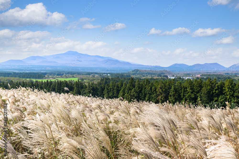 Jeju Islands autumn scenery with silver grass and Hallasan Mountain.