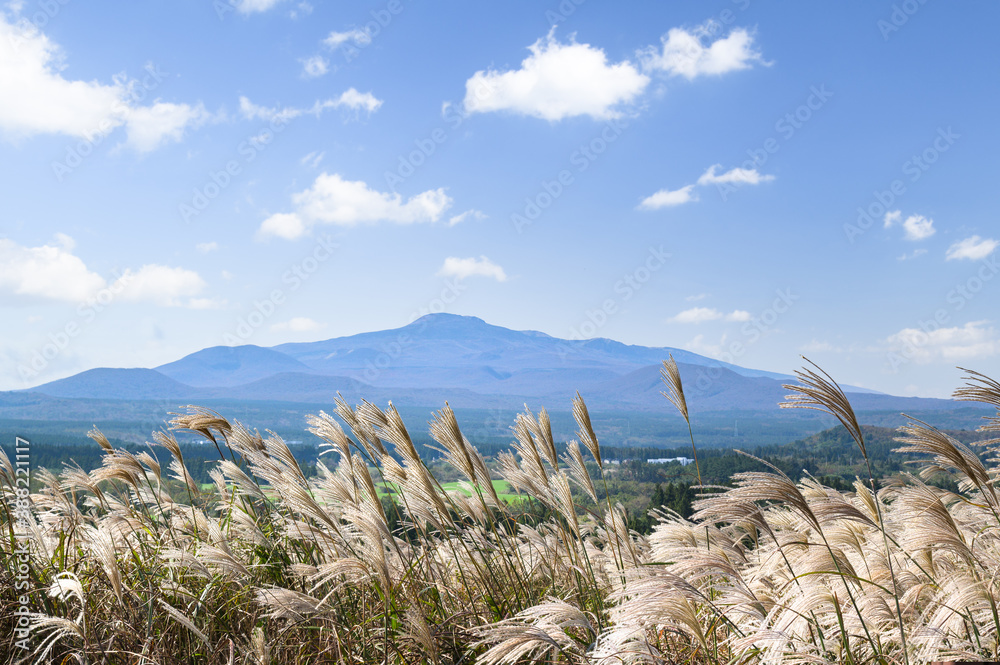 Jeju Islands autumn scenery with silver grass and Hallasan Mountain.