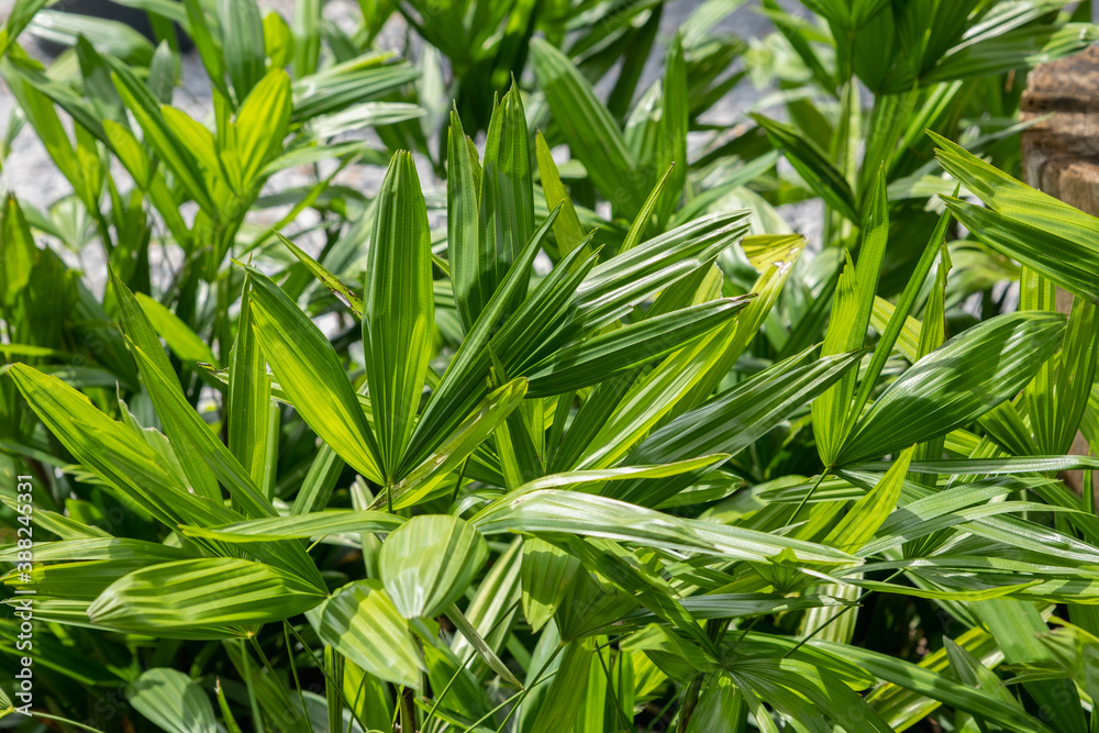 花园里的绿色女士棕榈或竹子（Rhapis laosensis Becc），家庭植物