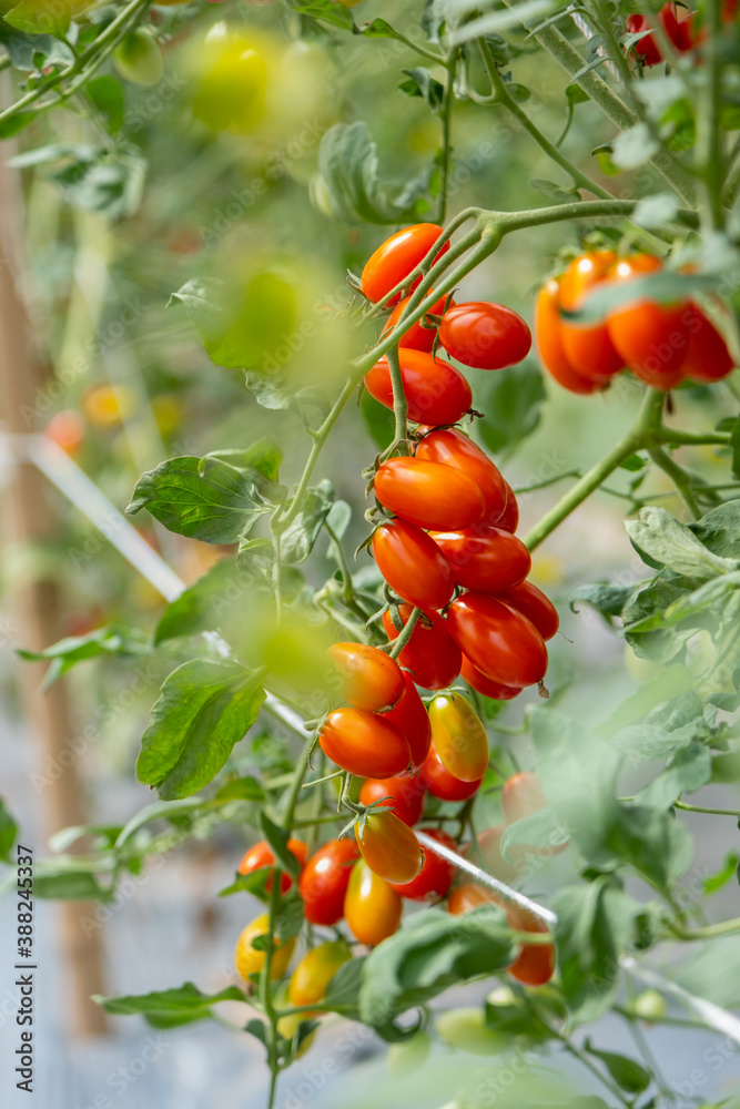 red cherry tomato on vine in agricultural garden is healthy fruit