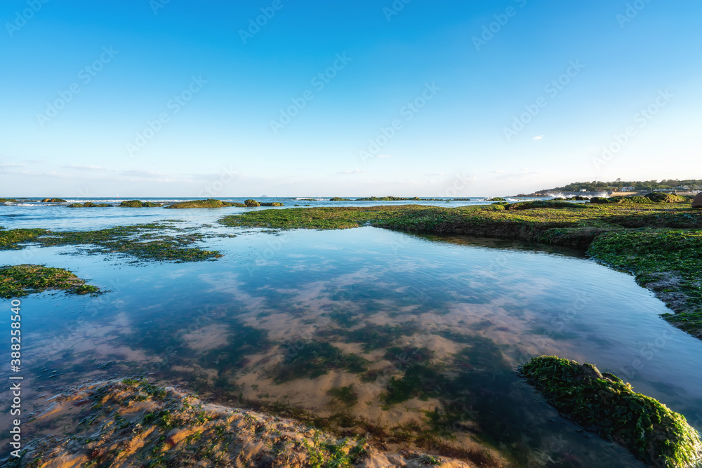 Island reefs and green bryophytes