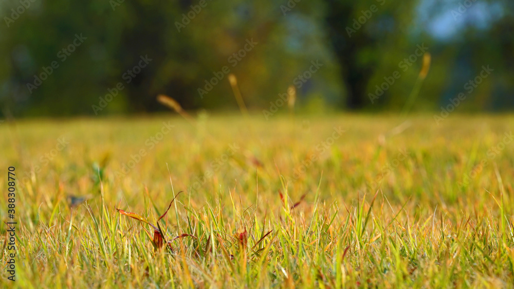 autumn grass in the park