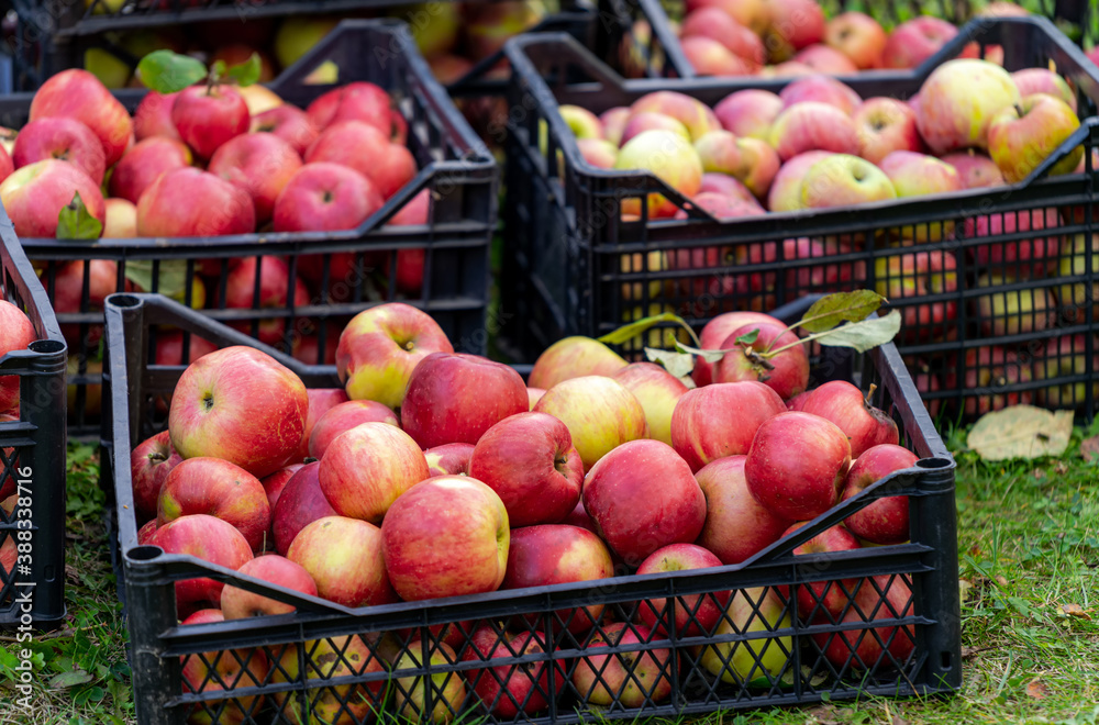 Ripe juicy red apples lie in a plastic box in the garden. Summer sunny day in the fruit garden. Man 