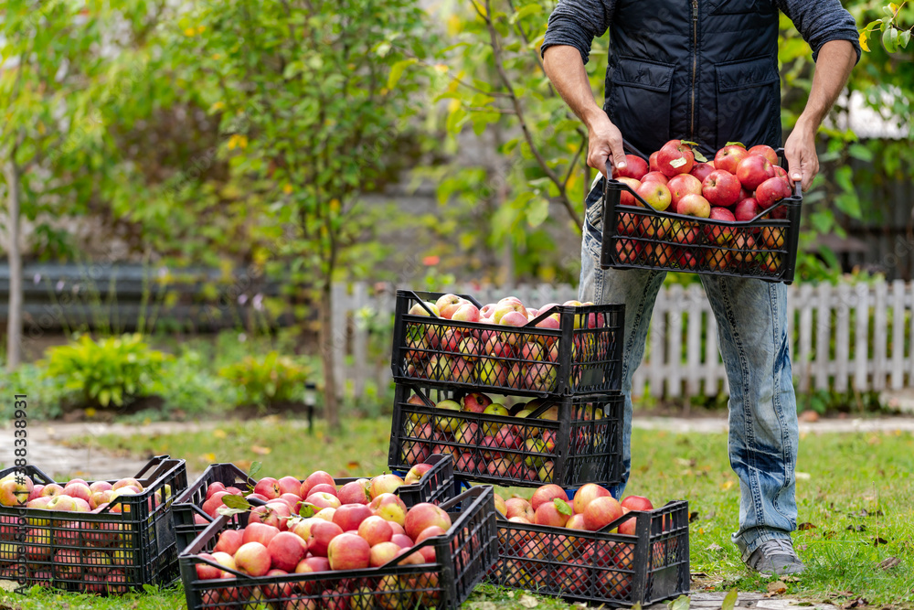 Farmer man or gardener picking box of fresh organic appkes. Basket with red apples in hands at sunse