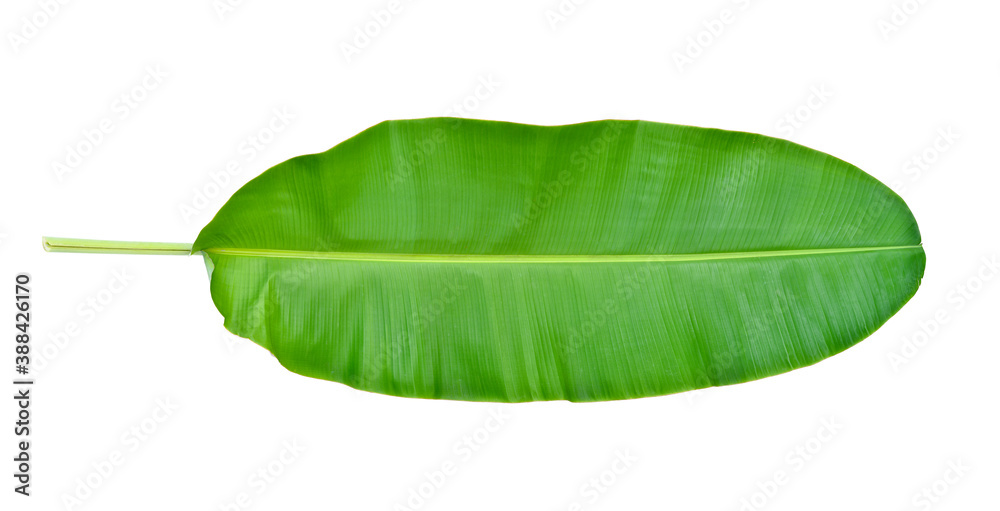 Large Banana leaf isolated on white back ground. Clipping path.