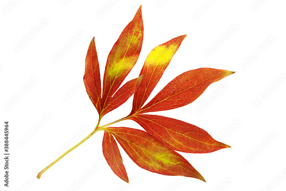 Autumn peony leaf