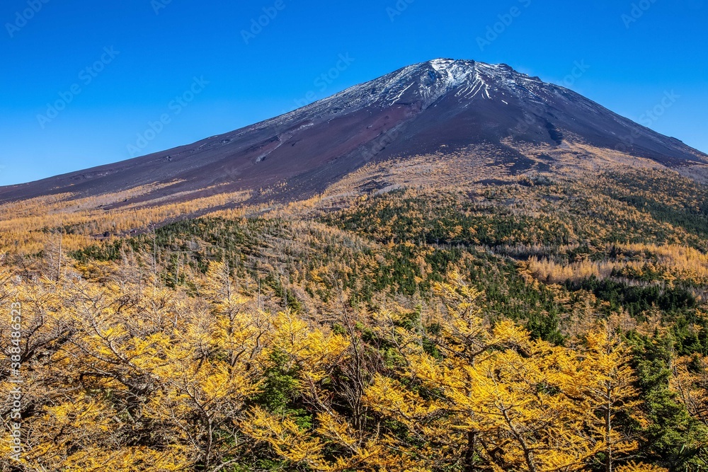 Top of Mount Fuji and yellow pine trees in autumn