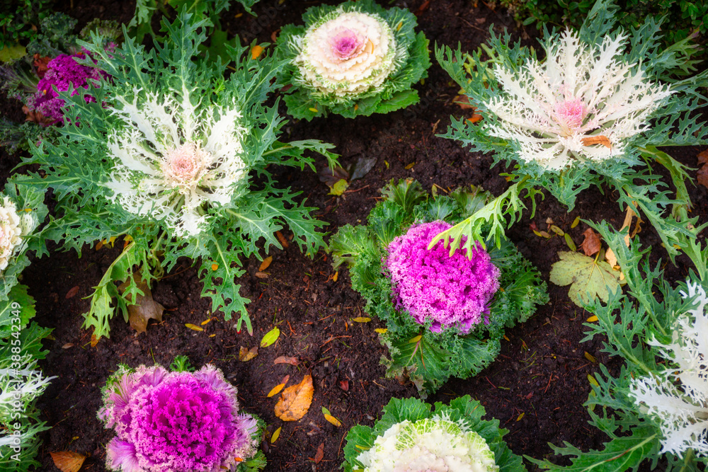 Blooming colorful cabbage in the Oliwa Park in autumn. Gdansk