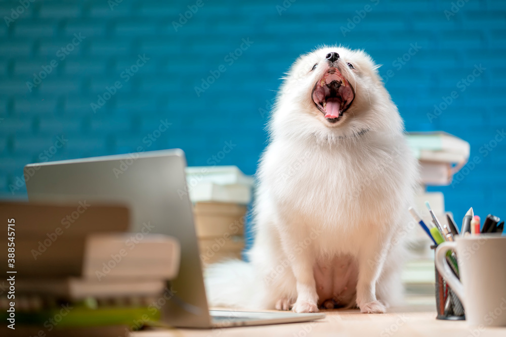 singing white fur hair pomeranien lap dog.puppy dog open wide mouth on working table with stack of b