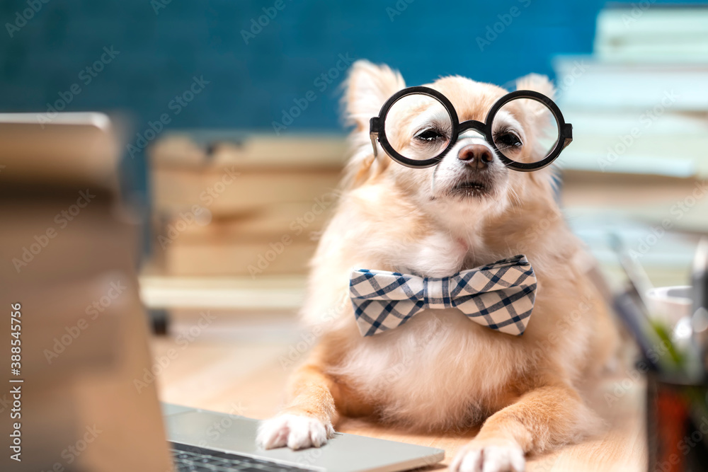 working late night concept .white brown chihuahua lap dog wearing glass sit on working table with la