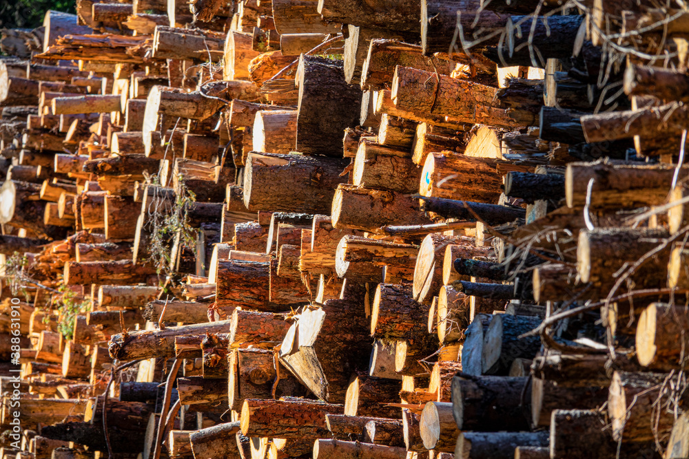 CLOSE UP: Logs of various shapes and sizes are illuminated by autumn sun rays