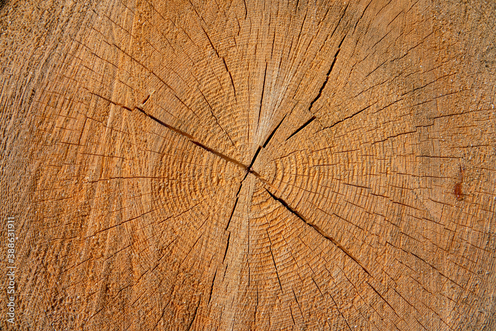 CLOSE UP: Detailed view of a cracked log in the middle of a stack near a sawmill