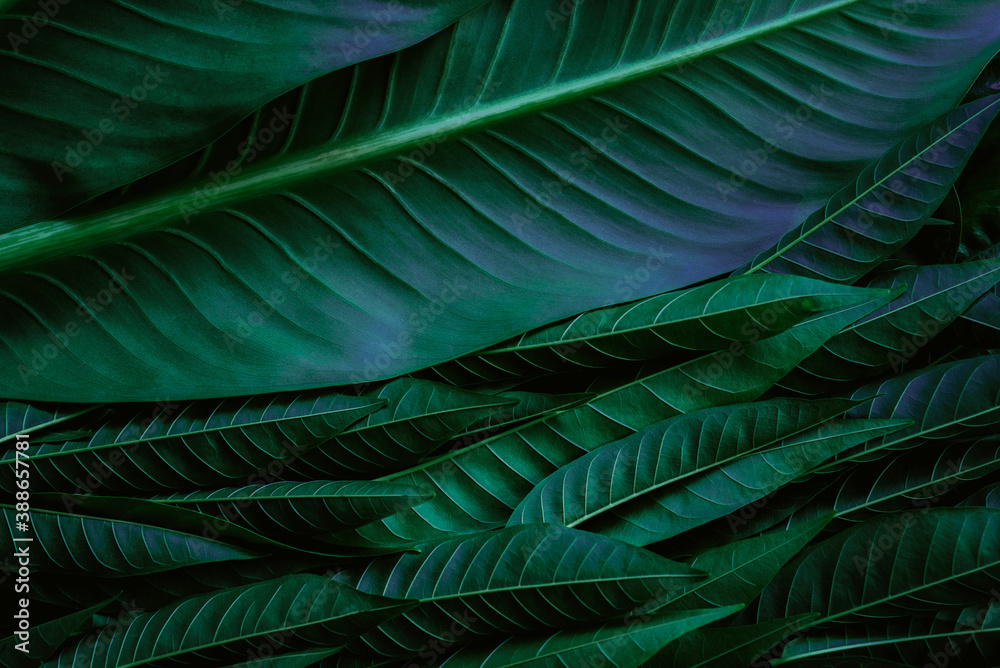 Green background concepts.Tropical palm leaves, jungle leaf close up