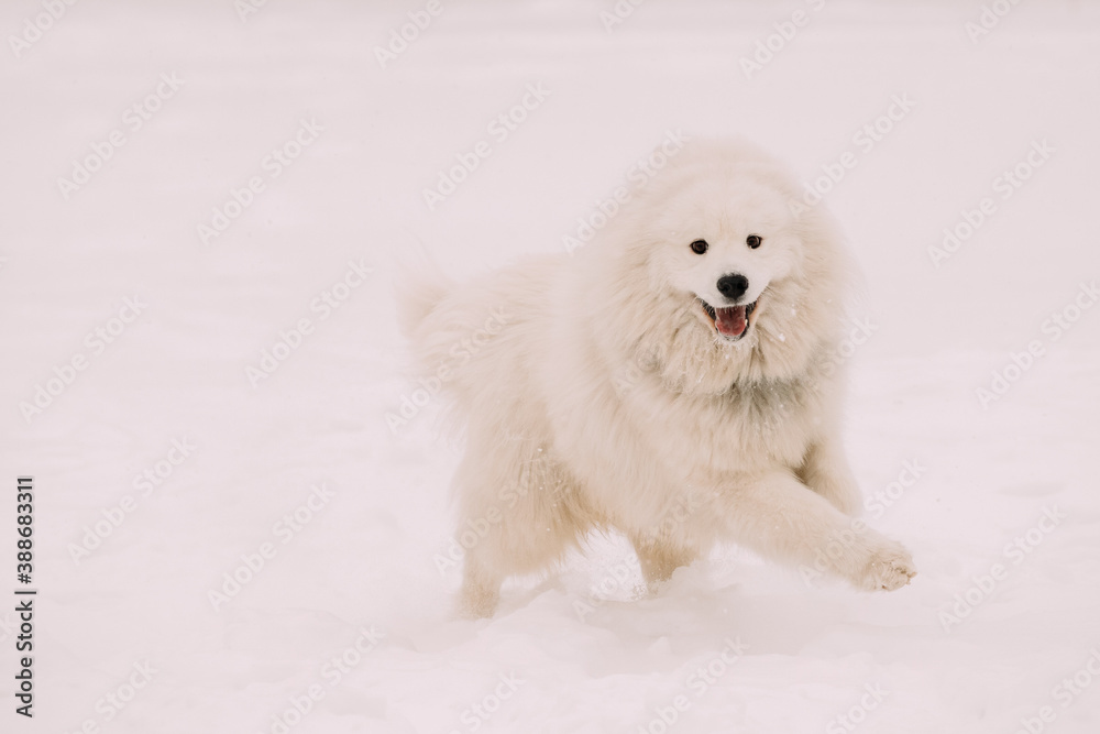 Funny Young White Samoyed Dog Or Bjelkier, Smiley, Sammy Playing Fast Running Outdoor In Snow, Winte