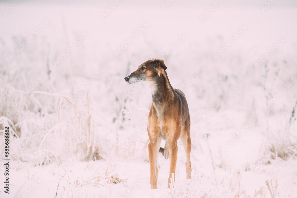 Hunting Sighthound Hortaya Borzaya Dog During Hare-hunting At Winter Day In Snowy Field