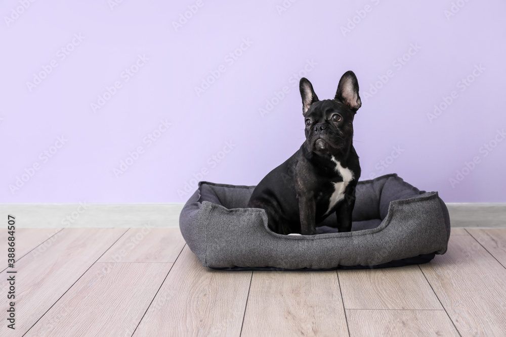 Cute funny dog in pet bed at home