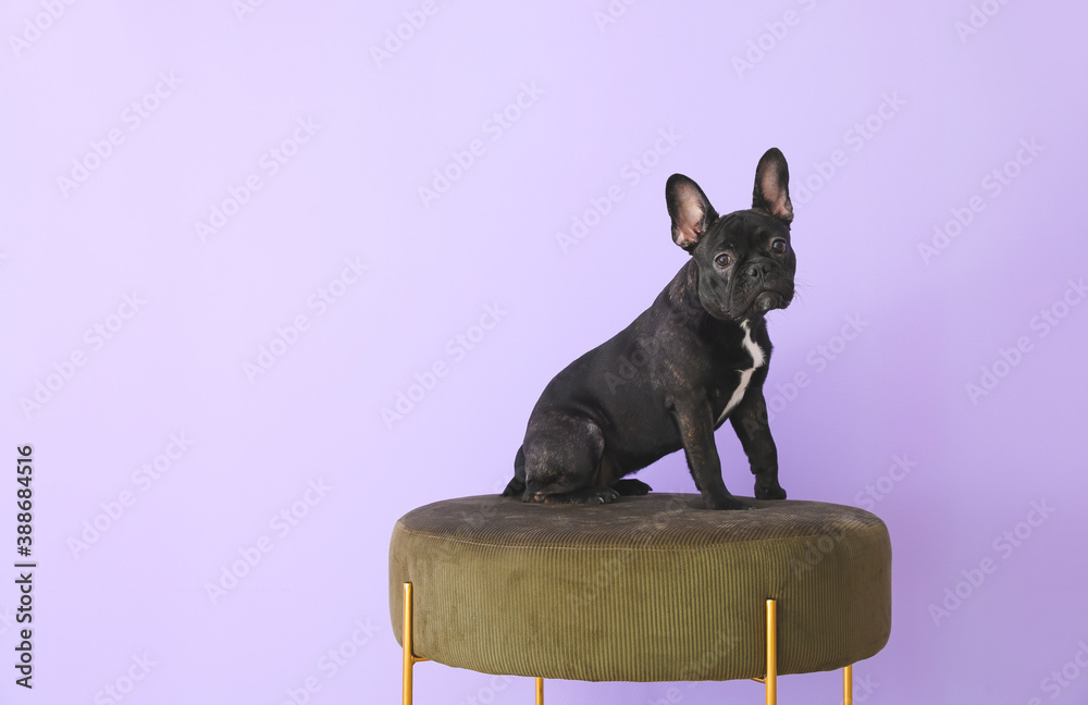 Cute funny dog on pouf against color background