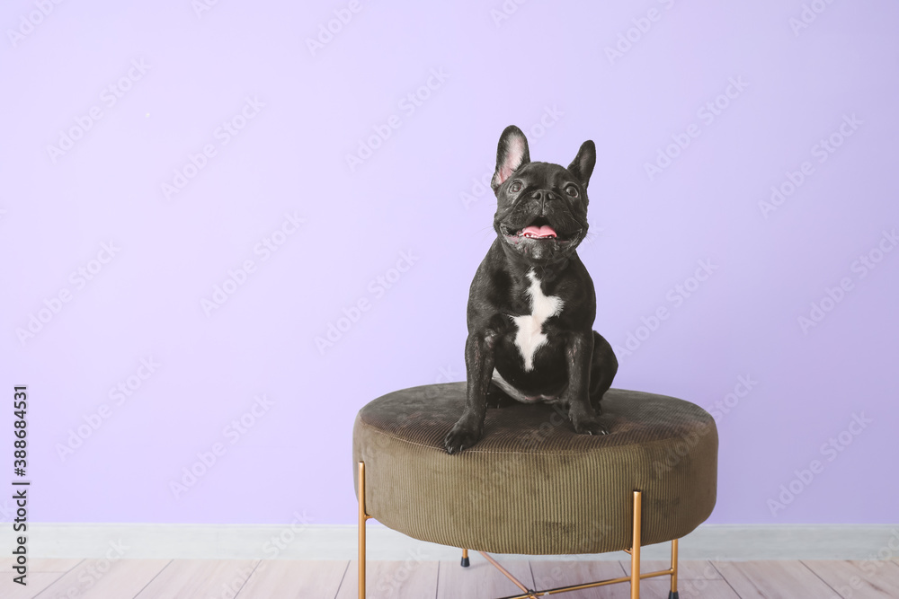 Cute funny dog on pouf against color background