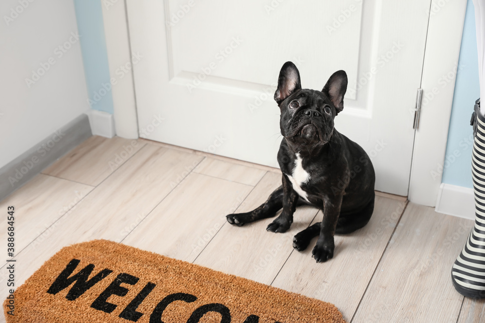 Cute funny dog near door in hallway