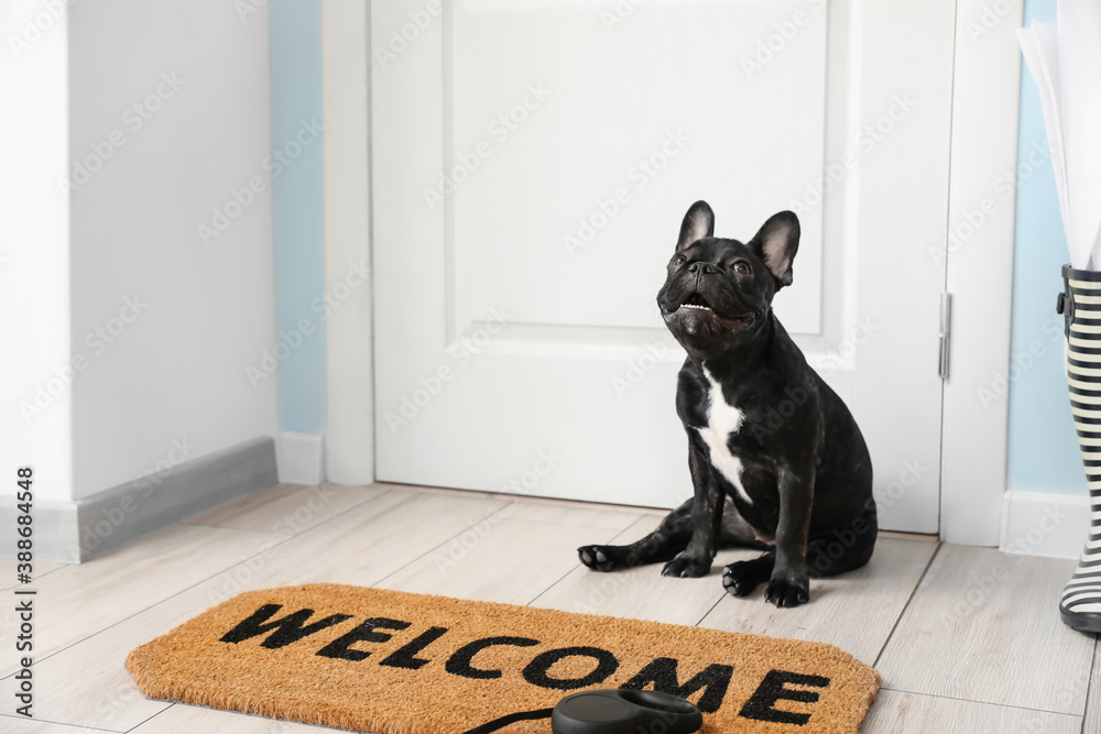 Cute funny dog near door in hallway