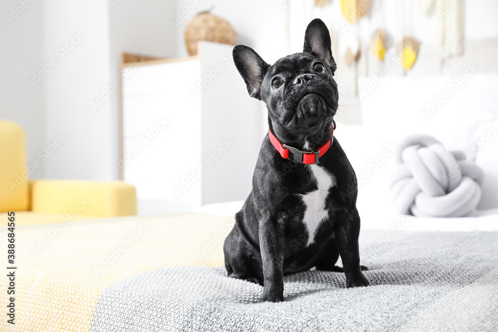 Cute funny dog on bed