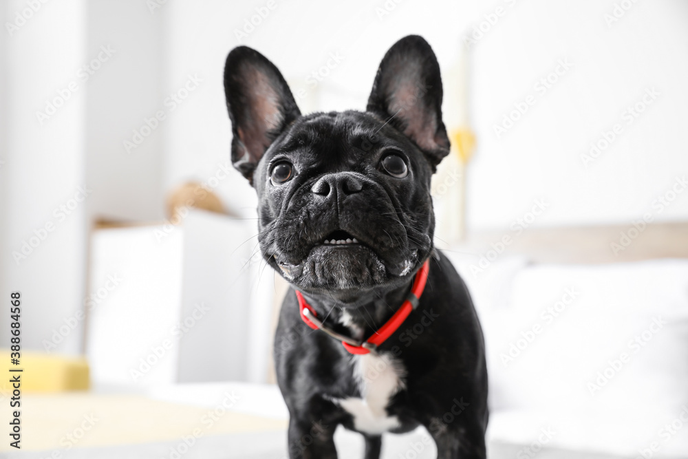 Cute funny dog on bed