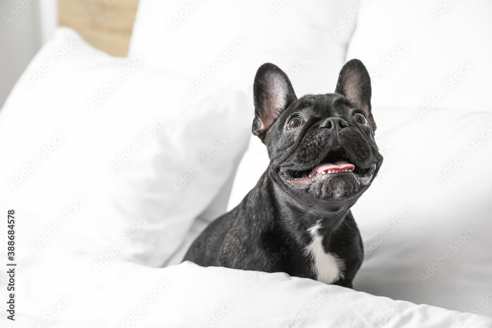 Cute funny dog in bed