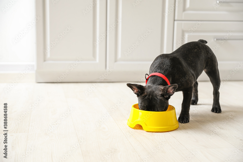 Cute funny dog eating food from bowl at home