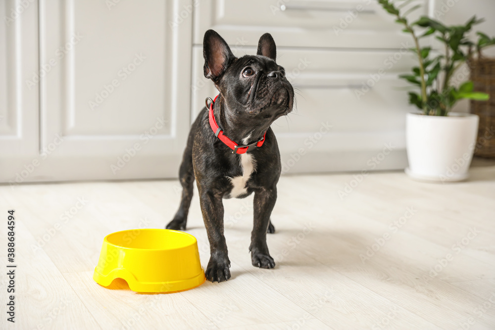 Cute funny dog near bowl with food at home