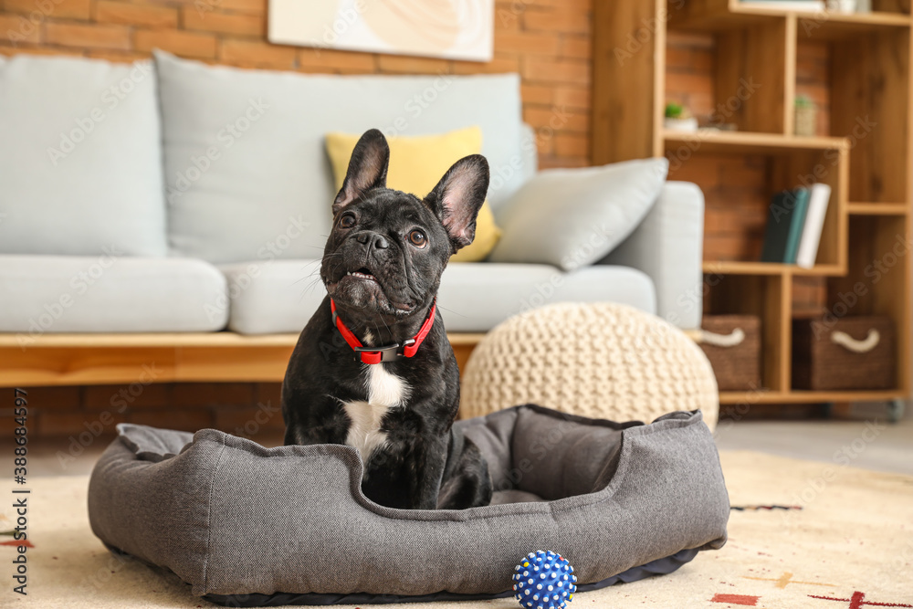 Cute funny dog in pet bed at home