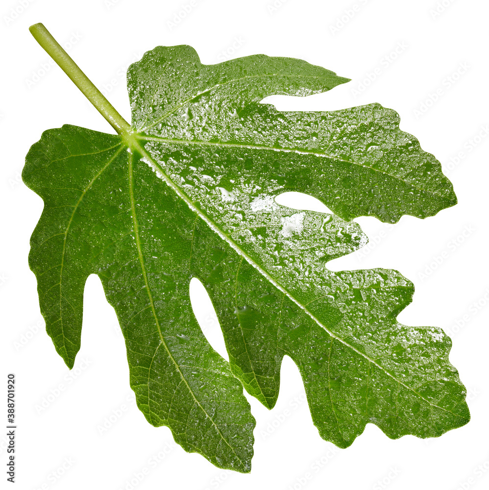 Fig leaf isolated on white