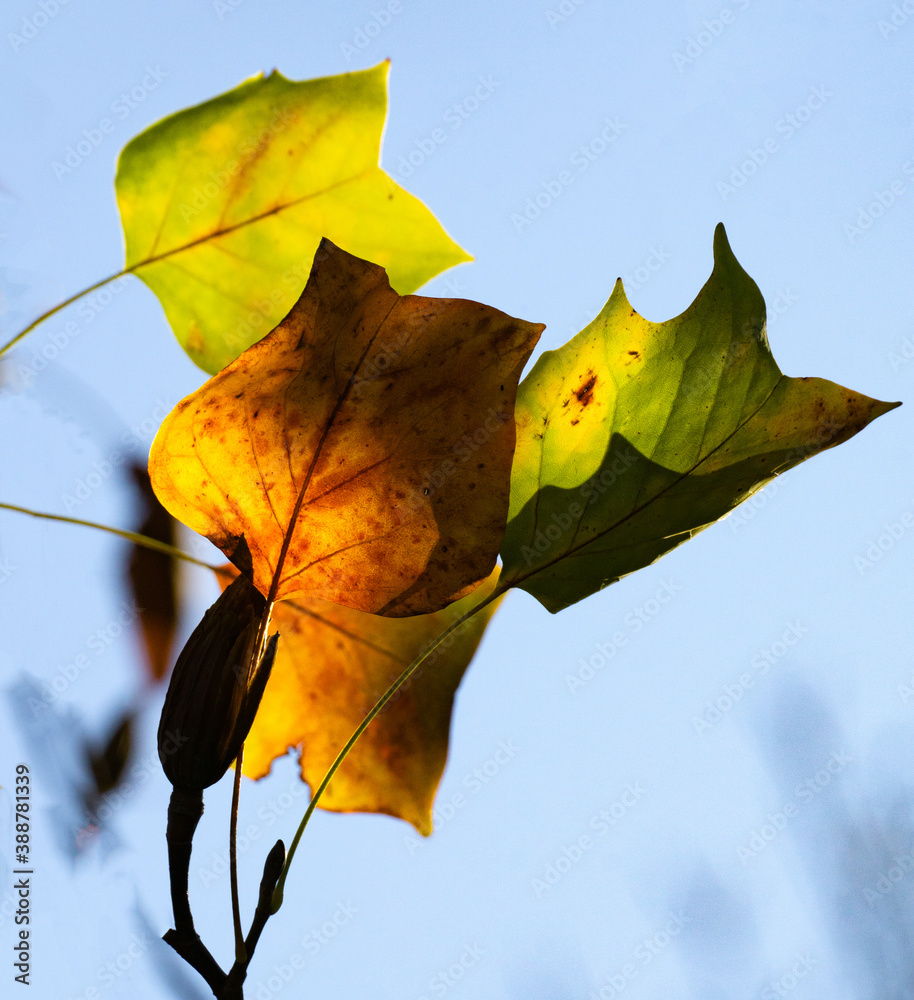 Three autumn leaves