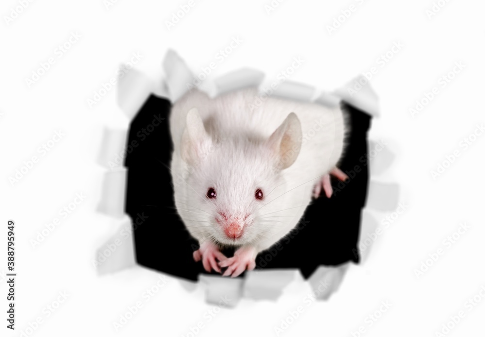 Rat.